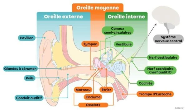 schema-anatomie